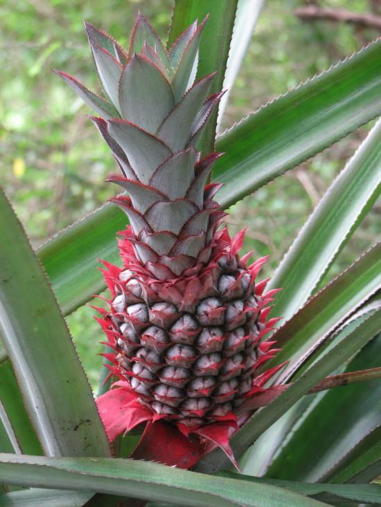 Ananas - Sri Lanka