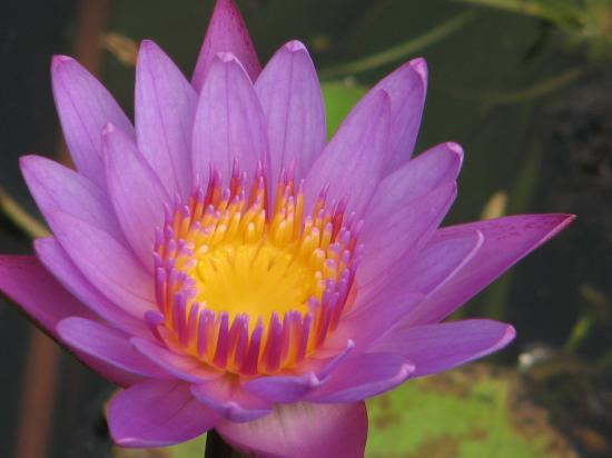 Nénuphar bleu - Sri Lanka